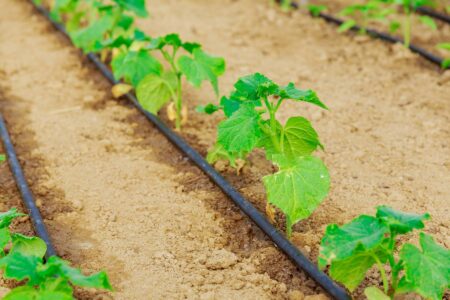 Drought Farming Planning and Preparation Image